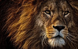 La Ricerca Introspettiva del Pieno Potere che possiamo Manifestare.