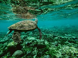 Scoprire i Propri Animali di Potere, Alleati Onesti e Leali da cui Attingere le Qualità di cui abbiamo bisogno. sto