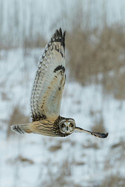 Volo