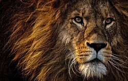 Leone